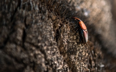 Un escarabat morrut en un arbre 