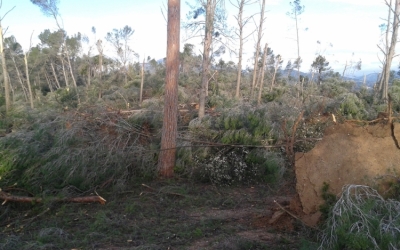 Arbres tombats pel vent al bosc de Can Deu | Espai Natura
