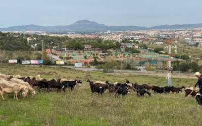 Ovelles i cabres pasturant a la finca cedida del Turó de Sant Pau | Ajuntament de Sabadell