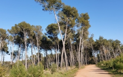 prohibit fer foc al bosc